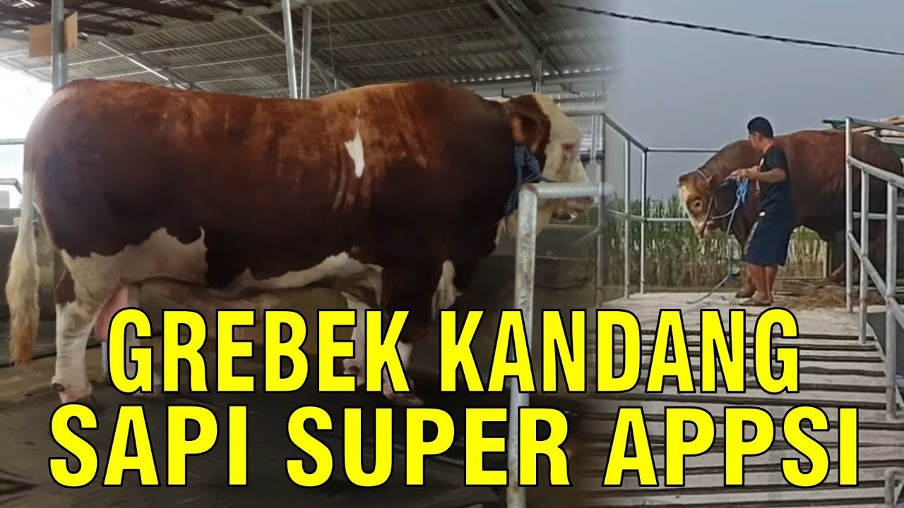 
                                 Grebek-Kandang-Sapi-APPSI-Koleksi-Super-Jumbo-Calon-Jawara-Kontes